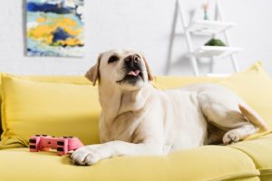 Labrador retrievers are prone to spinal cord tumors