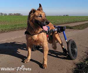 Walkin Wheels dog wheelchair