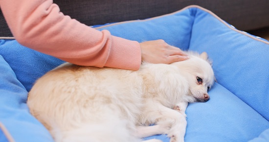 Pet owner massaging on her dog