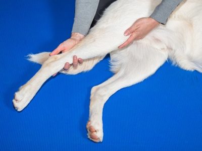 dog stretching