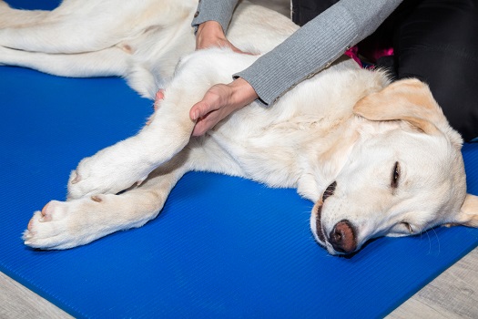 Dog getting a massage