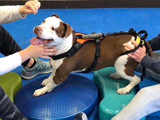 Physical therapy for hot sale dogs back legs