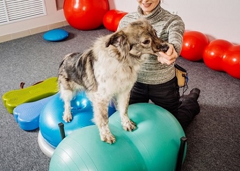 Dog doing physical therapy