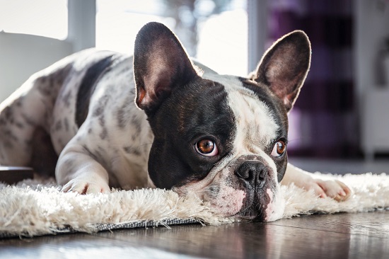 Depositphotos_french-bulldog-lying-down