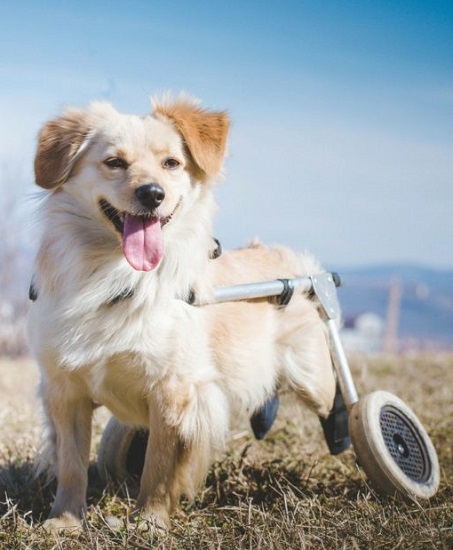 Dog in wheelchair