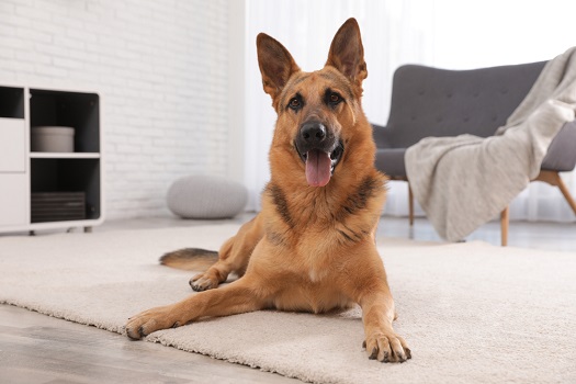 German shepherd on floor in living room