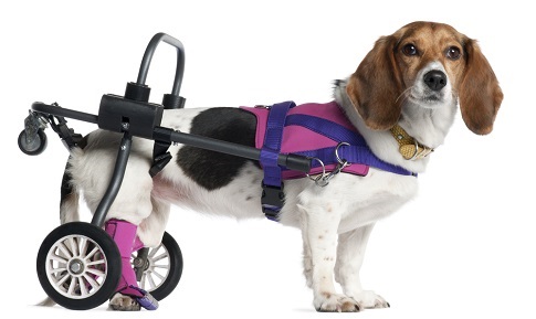 dog in wheelchair