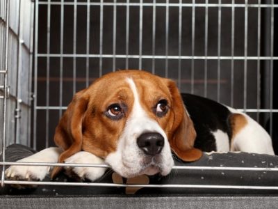 Beagle dog on crate rest