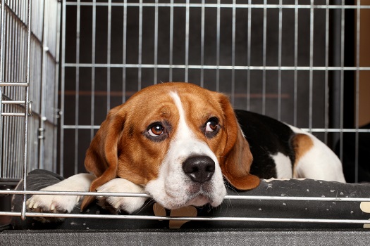 https://dogwheelchairlife.com/wp-content/uploads/2020/12/Beagle-in-crate.jpg