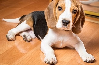 Beagles puppies are prone to Beagle Pain Syndrome