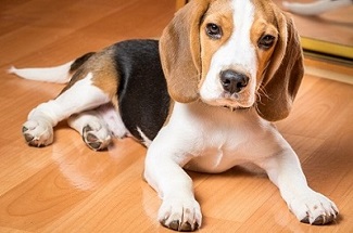 Small hunting dog lies on the floor of the house