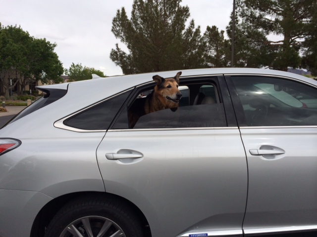 German shepherd dog taking a road trip.