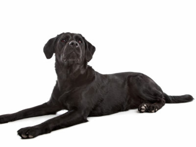 cross breed dog of a Labrador and a Flat-Coated Retriever