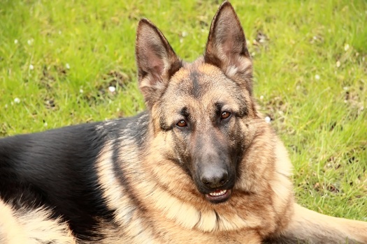 German shepherds are prone to Degenerative Myelopathy