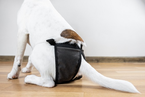 Washable dog diapers can pull moisture away from the skin.