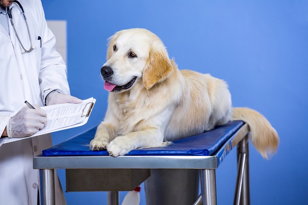 Close up of man vet taking notes next to a dog