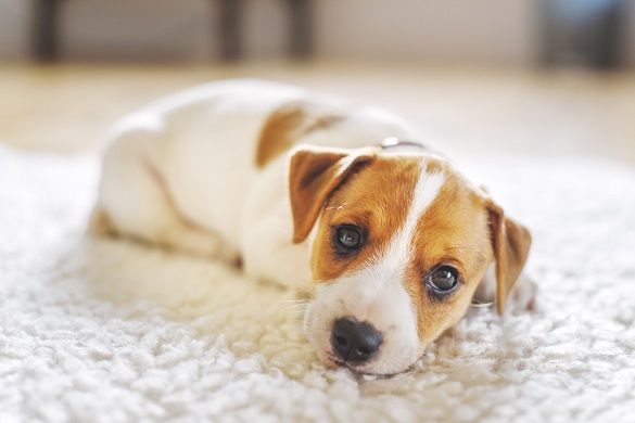 Puppy lying on the carpet