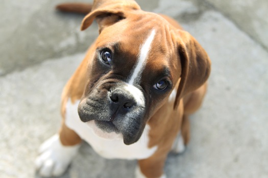 Boxer dogs are prone to Degenerative Myelopathy