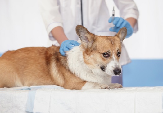 cute redhead scared puppy dog Corgi lies on the table at the vet