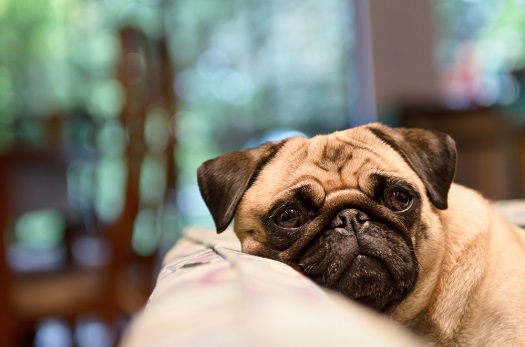 Pugs are prone to Intervertebral Disc Disease (IVDD)