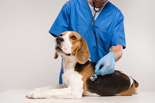 Beagles are prone to IVDD