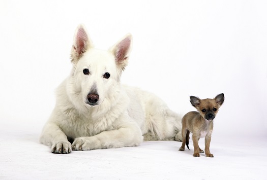 Depositphotos_big-dog-with-little-dog