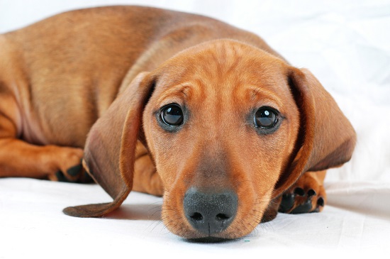 Dachshund in need of a dog wheelchair