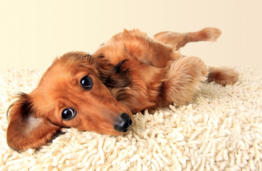 Dachshunds are prone to Intervertebral Disc Disease (IVDD)