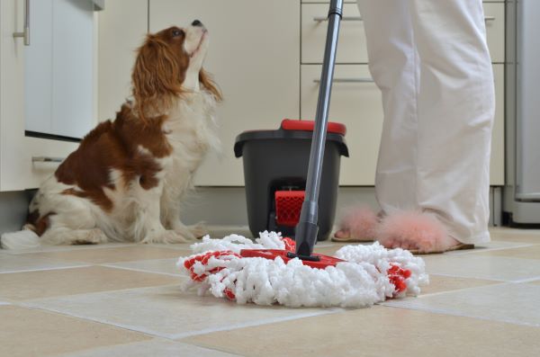 Dog sitting next to a mop