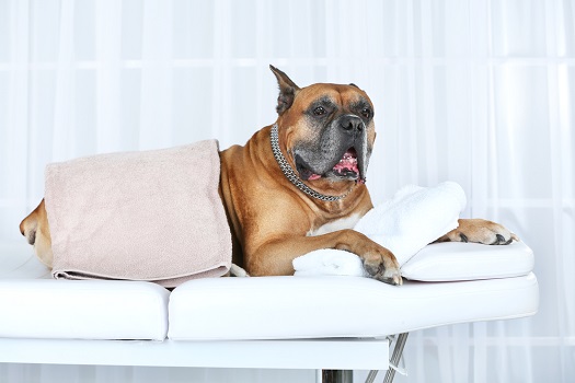 Dog relaxing on massage table, on light background