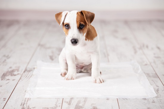 Puppy sitting on pee pad