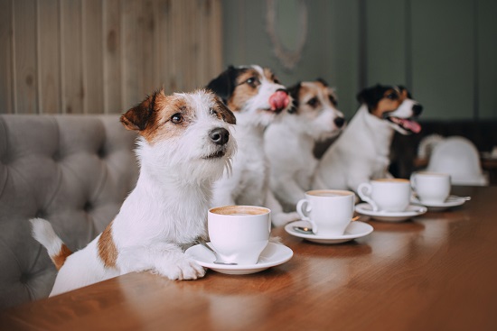 Four jack russell terriers getting ready to travel like a pro by car.