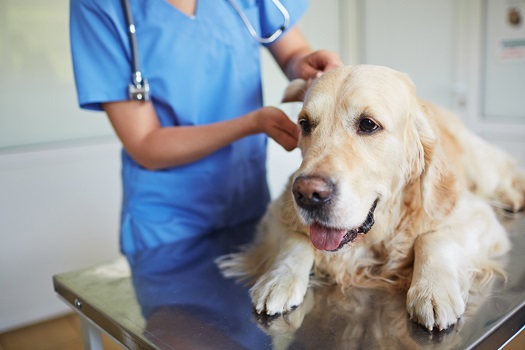 Laser therapy prolongs lives of dogs
