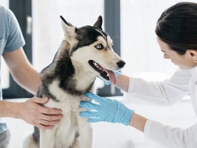 Dog being treated by veterinary chiropractor