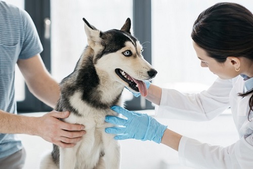 Dog being treated by veterinary chiropractor