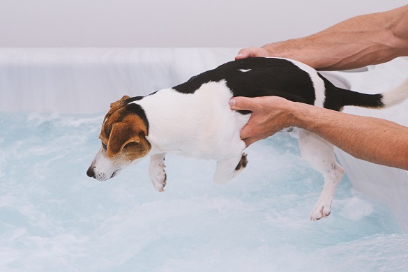 Dog in hydrotherapy pool