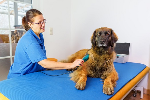Veterinarian performs laser therapy on a dog.