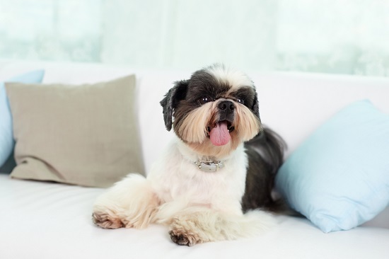 Micro mini best sale shih tzu