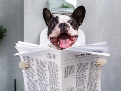 French bulldog with crazy smile is sitting on a toilet seat with the newspaper