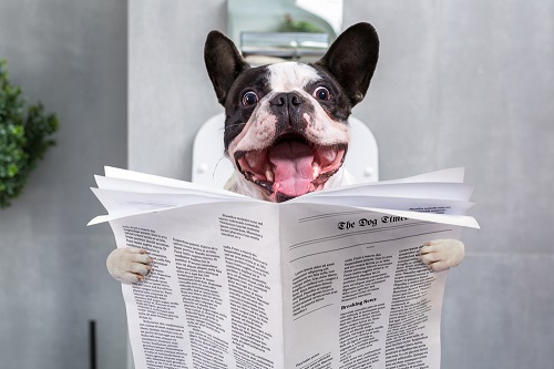 Boston shop terrier diapers