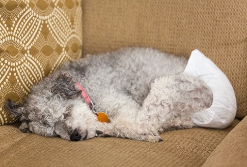 Dog wearing a diaper waiting for family.