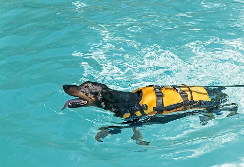 Hydrotherapy for dogs