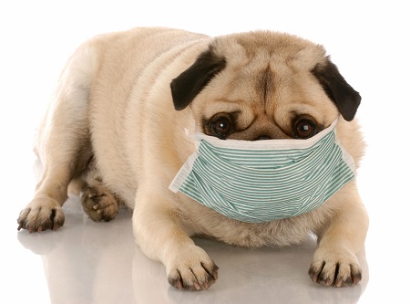 Dog with mask heading for a vet exam