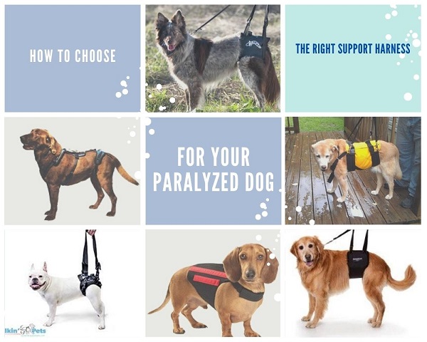 How to Choose the Right Support Harness for Your Paralyzed Dog