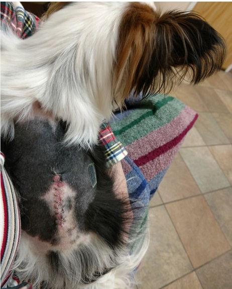 Dog after spine surgery for IVDD
