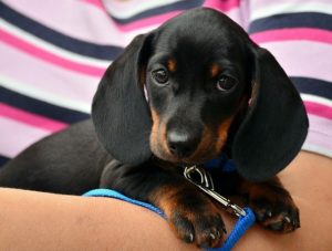 Dachshund on crate rest