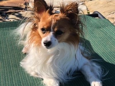 Princess the Papillon used Assisi Loop to treat pain