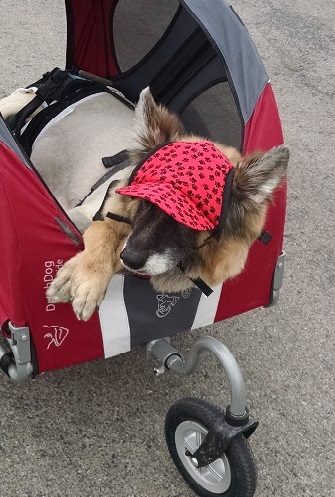 German shepherd dog using a stroller on a road trip.