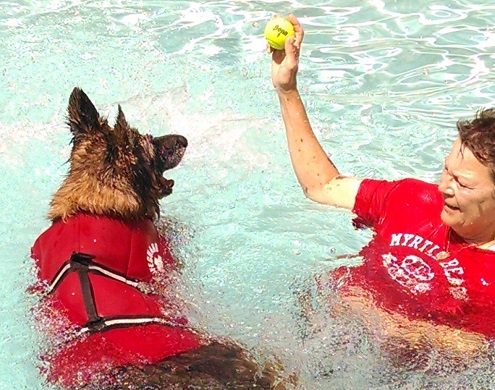 Dog in swimming pool doing water therapy.