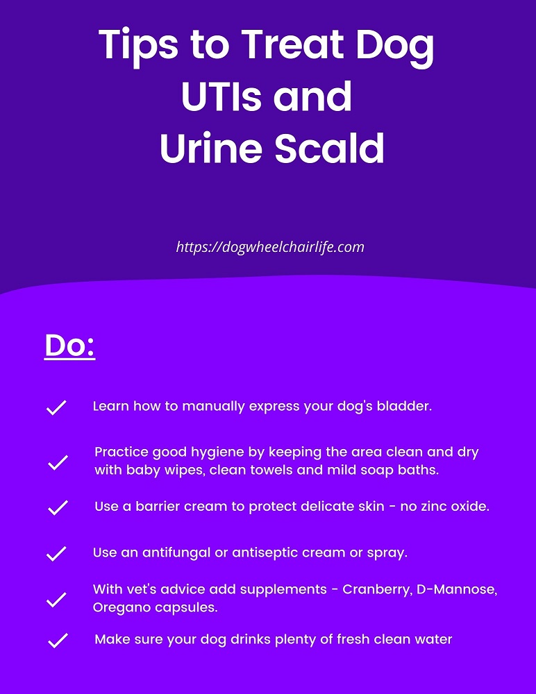 Urine scald 2025 dog treatment